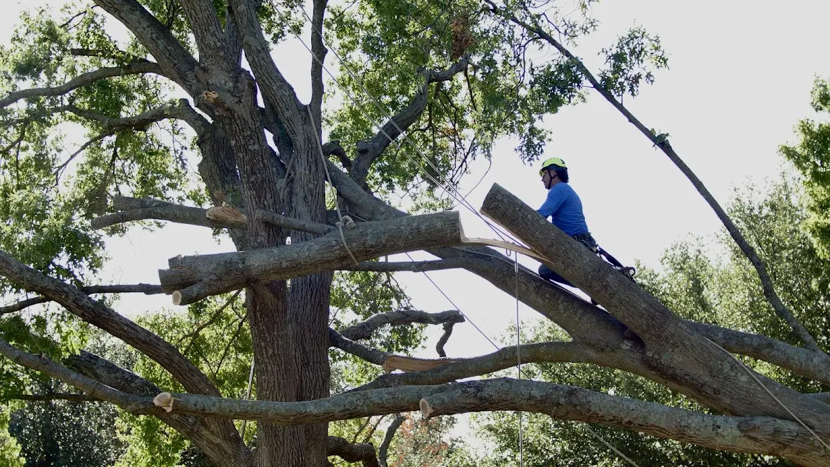 Professional Crown Thinning performed by certified arborists in Miamitown